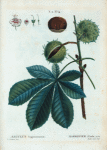 Æsculus hippocastanum = Marronier d'Inde.