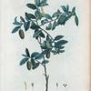 Billardiera scandens = Billardiere grimpante.