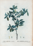 Billardiera scandens = Billardiere grimpante.