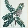 Robinia viscosa = Robinier visqueux.