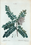 Robinia viscosa = Robinier visqueux.