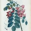 Robinia rosea = Robinier rose.