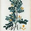 Robinia caragana = Robinier caragana.