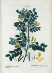 Robinia caragana = Robinier caragana.