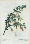 Robinia chamlagu = Robinier Chamlagu.