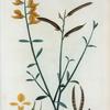 Genista juncea = Genest d'Espagne.