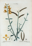 Genista juncea = Genest d'Espagne.