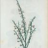 Genista multiflora  = Genest multiflore.