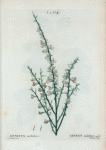 Genista multiflora  = Genest multiflore.