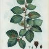 Fagus silvatica = Hêtre des bois.
