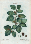 Fagus silvatica = Hêtre des bois.