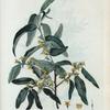Eloeagnus angustifolia = Chalef à feuilles étroites.