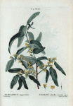 Eloeagnus angustifolia = Chalef à feuilles étroites.