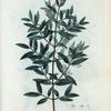 Phyllyrea media = Filaria moyen.