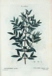 Phyllyrea media = Filaria moyen.