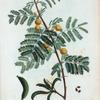 Mimosa farnesiana = Mimosa de farnese.