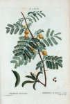 Mimosa farnesiana = Mimosa de farnese.