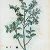 Vaccinium mirtyllus = Airelle mirtille.