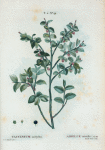 Vaccinium mirtyllus = Airelle mirtille.