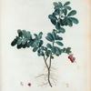 Vacciniumvitis-idoea = Airelle ponctuée..