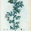 Vaccinium amoenum = Airelle élégant.