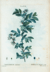 Vaccinium amoenum = Airelle élégant.