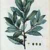 Laurus nobilis = Laurier commun.