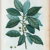 Laurus borbonia = Laurier bourbon.
