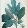 Laurus Sassafras = Laurier Sassafras.