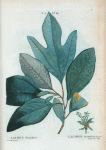 Laurus Sassafras = Laurier Sassafras.