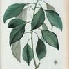 Laurus camphora = Laurier camphrier.