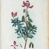 Ononis fruticosa = Ononis ligneux