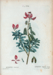 Ononis fruticosa = Ononis ligneux