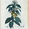 Viburnum Tinus = Viorne Laurier-tin.