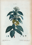 Viburnum Tinus = Viorne Laurier-tin.