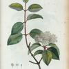 Viburnum prunifolium = Viorne à feuilles de prunier.