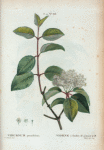 Viburnum prunifolium = Viorne à feuilles de prunier.
