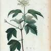 Viburnum opulus = Viorne obier.