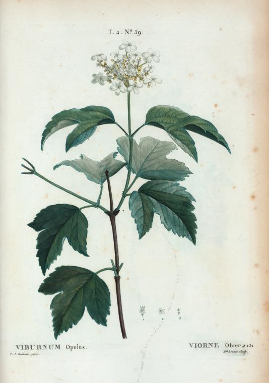 Viburnum opulus = Viorne obier. - NYPL Digital Collections