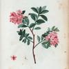 Rhododendrum hirsutum = Rosage velu.