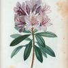 Rhododendrum ponticum = Rosage du pont.