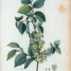 Ulmus campestris = Orme champêtre.