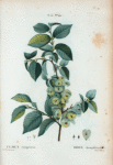 Ulmus campestris = Orme champêtre.