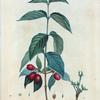 Cornus mascula = Cornouiller mâle.