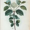 Cornus sanguinea = Cornouiller sanguin.