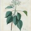 Cornus afternifolia = Cornouiller à feuilles alternes.