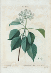 Cornus afternifolia = Cornouiller à feuilles alternes.