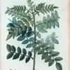 Rhus coriaria =  Sumac des Corroyeurs.