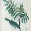 Rhus typhinum = Sumac de Virginie.