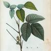 Rhus Toxicodendron = Sumac venèneux.